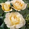 'Queen Bee' Floribunda Rose 2 'Queen Bee' Floribunda Rose -Soft Fruit Paradise visi34976 queen bee