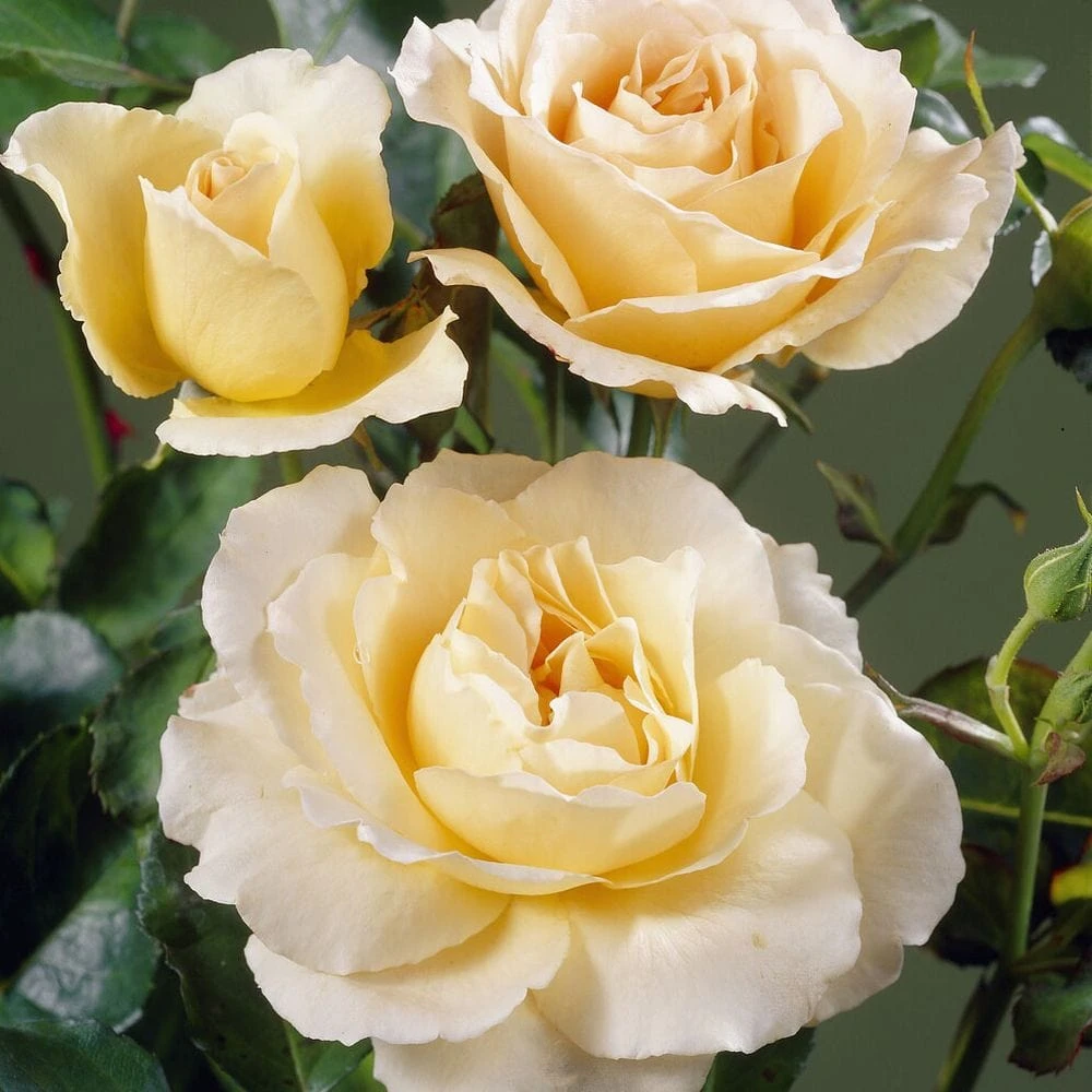 'Queen Bee' Floribunda Rose 3 'Queen Bee' Floribunda Rose