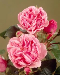 'Parade Cajsa' Patio Shrub Rose -Soft Fruit Paradise visi35074 cajsa