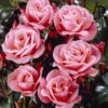 'Nautica' Floribunda Rose 1 'Nautica' Floribunda Rose -Soft Fruit Paradise visi35141 nautica