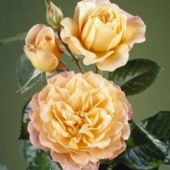 'Perfect Harmony' Hybrid Tea Rose 8 'Perfect Harmony' Hybrid Tea Rose -Soft Fruit Paradise visi35443 perfect harmony
