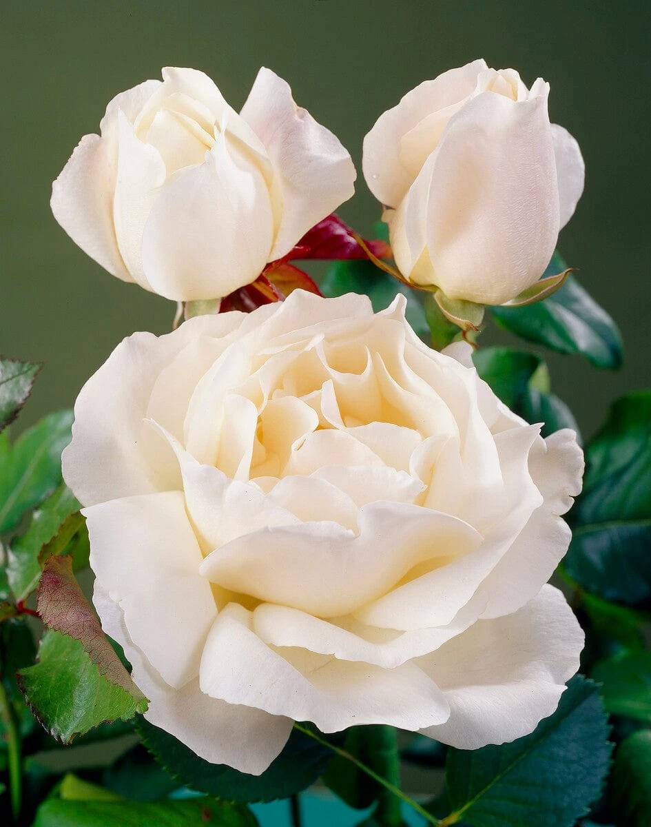 'Patio Hit Georgia' Patio Shrub Rose 5 'Patio Hit Georgia' Patio Shrub Rose - Image 3