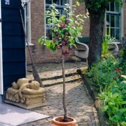 Award Winning Patio Fruit Tree Collection | Cherry, Pear & Plum | Growers' Choice 14 Award Winning Patio Fruit Tree Collection | Cherry, Pear & Plum | Growers' Choice -Soft Fruit Paradise visi35980 victoria