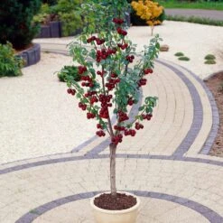 Award Winning Patio Fruit Tree Collection | Cherry, Pear & Plum | Growers' Choice 13 Award Winning Patio Fruit Tree Collection | Cherry, Pear & Plum | Growers' Choice -Soft Fruit Paradise visi35989