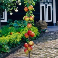 James Grieve Apple Tree | Dwarf Rootstock -Soft Fruit Paradise visi35996