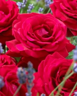 'Parade Karla' Patio Shrub Rose 12 'Parade Karla' Patio Shrub Rose -Soft Fruit Paradise visi36032 karla