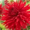 Dahlia Jaxon 1 Dahlia Jaxon -Soft Fruit Paradise visi47451 jaxon d6d0bff1 6de8 4ecf 9d47 1977353db943