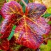 Ornamental Grape Vine | Vitis 'Brant' 2 Ornamental Grape Vine | Vitis 'Brant' -Soft Fruit Paradise vitis brant