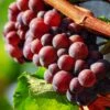'Autumn Royal' Seedless Grape Vine 1 'Autumn Royal' Seedless Grape Vine -Soft Fruit Paradise vitisautumnroyal1