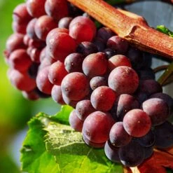 'Autumn Royal' Seedless Grape Vine