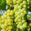 'Chardonnay' Grape Vine 1 'Chardonnay' Grape Vine -Soft Fruit Paradise vitischardonnay1