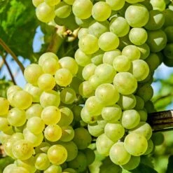 'Chardonnay' Grape Vine