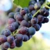 'Pinot Noir' Grape Vine | Outdoor 1 'Pinot Noir' Grape Vine | Outdoor -Soft Fruit Paradise vitispinot1