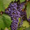 'Regent' Grape Vine 2 'Regent' Grape Vine -Soft Fruit Paradise vitisregent1
