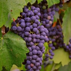 'Regent' Grape Vine
