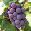 'Strawberry' Grape Vine 2 'Strawberry' Grape Vine -Soft Fruit Paradise vitisstrawberry1