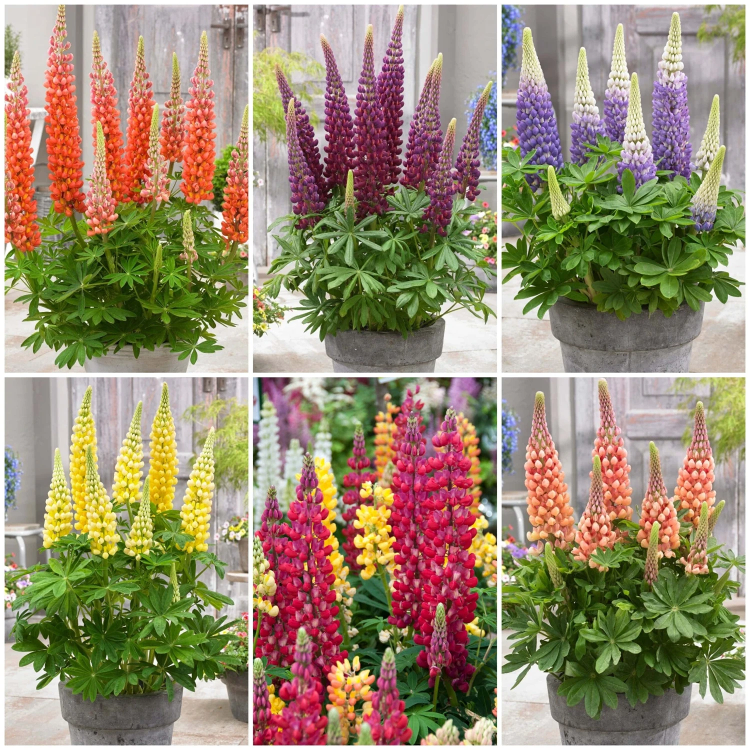 West Country Lupin Collection 3 West Country Lupin Collection