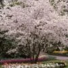White Winter Flowering Cherry Tree | Prunus Subhirtella 'Autumnalis' 2 White Winter Flowering Cherry Tree | Prunus Subhirtella 'Autumnalis' -Soft Fruit Paradise whitewinter 1