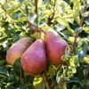 'Red Williams' Pear Tree -Soft Fruit Paradise williamsred 3