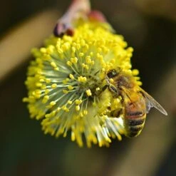 Best Mixed Native Wildlife Hedging | Growers' Choice 17 Best Mixed Native Wildlife Hedging | Growers' Choice -Soft Fruit Paradise willow tortousa
