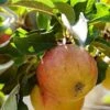 'Winter Gem' Apple Tree 2 'Winter Gem' Apple Tree -Soft Fruit Paradise wintergem 1