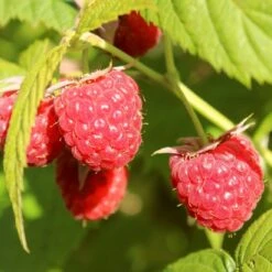 'Yummy' Patio Raspberry Plant 12 'Yummy' Patio Raspberry Plant -Soft Fruit Paradise yummy1