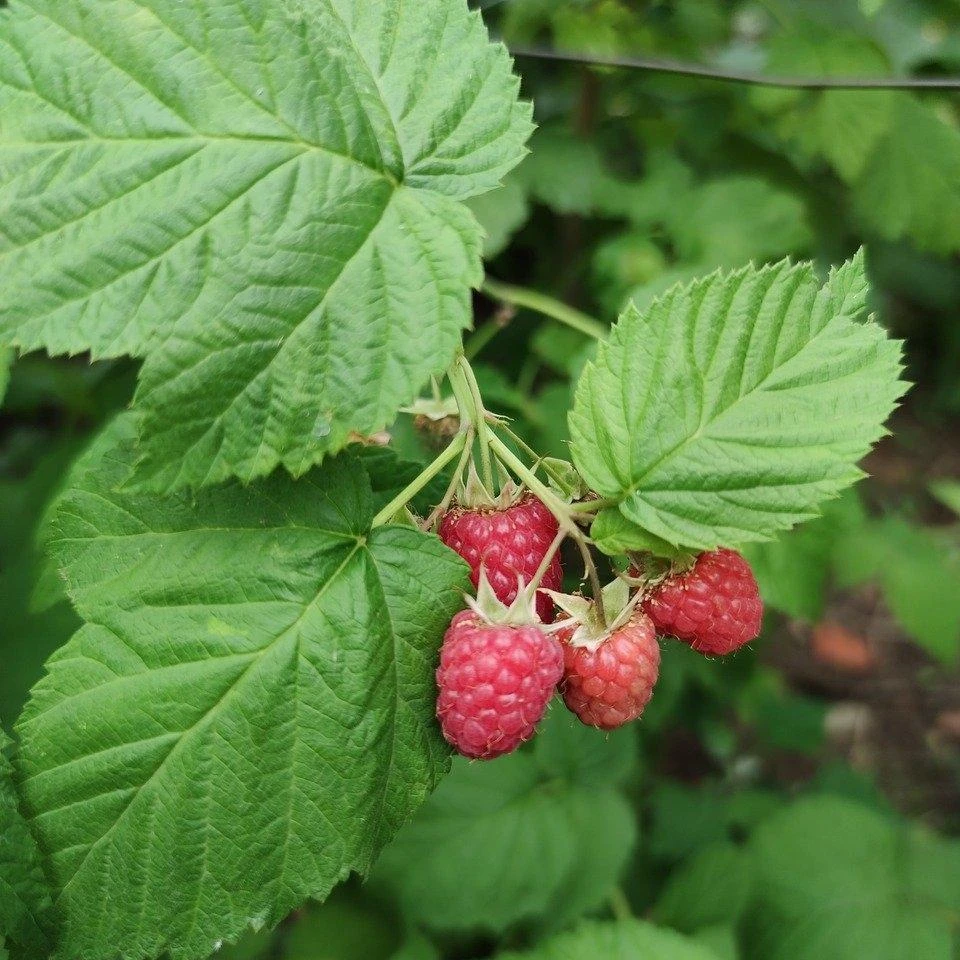 'Yummy' Patio Raspberry Plant 5 'Yummy' Patio Raspberry Plant - Image 3
