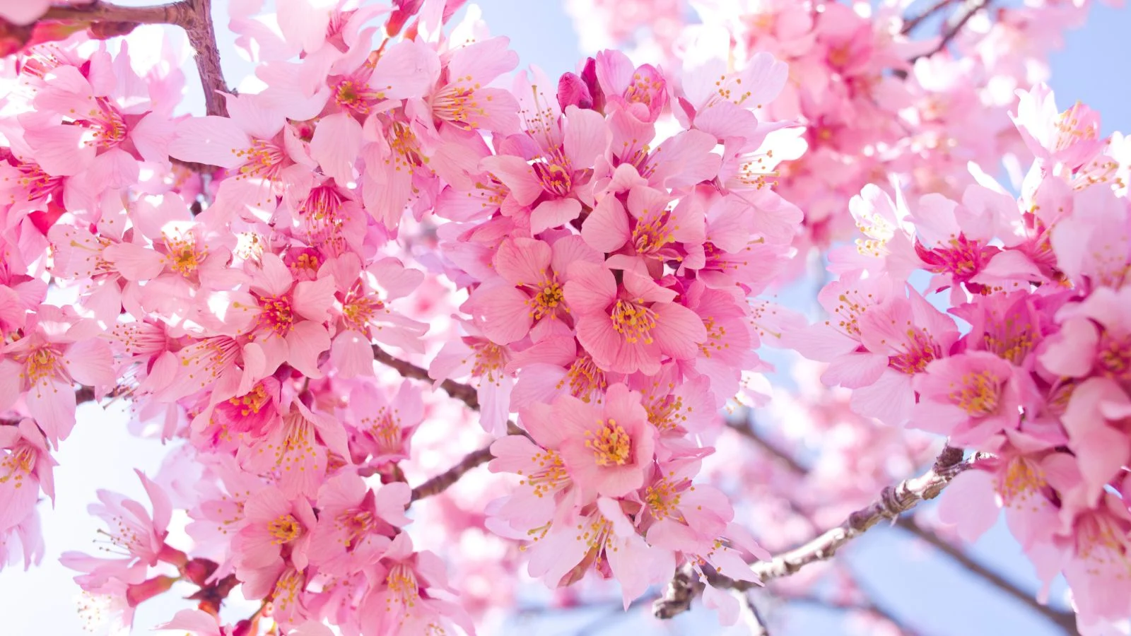 Soft Fruit Paradise -Soft Fruit Paradise A shot of blooms of a deciduous plant called Okame cherry tree